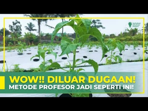 Thumbnail for PASTI ADA HIKMAHNYA ‼ TANAMAN BAGUS TIBA-TIBA BERUBAH | KELANJUTAN METODE PROFESOR CABAI by Mitra Bertani TV