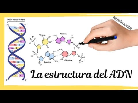Thumbnail for La estructura del ADN [El MODELO de WATSON y CRICK] by Nutrimente