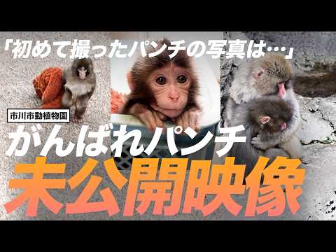 Thumbnail for がんばれパンチの未公開映像。飼育担当が語る毎日の記録【公式】 by 市川市公式チャンネル