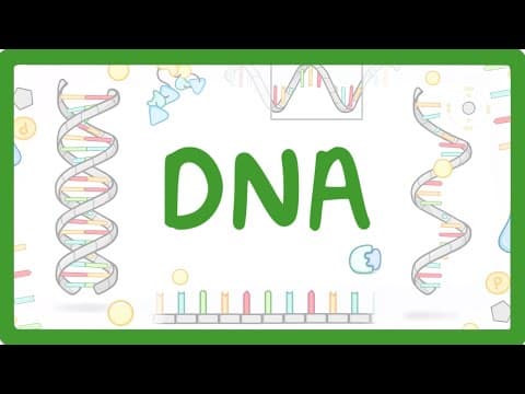 Thumbnail for GCSE Biology - What is DNA? (Structure and Function of DNA) by Cognito