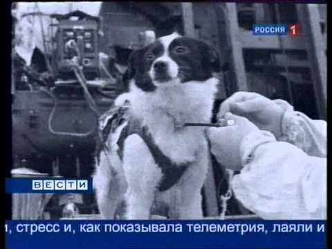 Thumbnail for Белка и Стрелка покорили Космос by Rus Vitulina