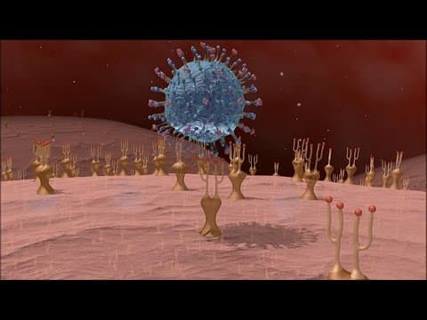Thumbnail for Au coeur des organes : L'immunité adaptative by Inserm