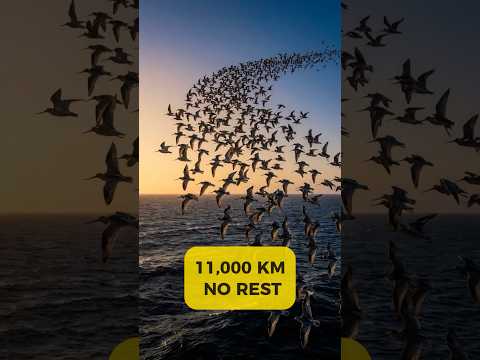 Thumbnail for This Bird Sees Something We're Completely Blind To #humanrevealed by Human Revealed