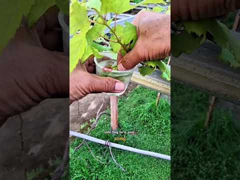 Thumbnail for How to lengthen grape bunches by ​Batu Gompak Grapes: Grafting & Care