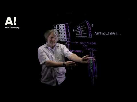Thumbnail for Wood anatomy (11) Wood growth illustration by Aalto University - Wood Science