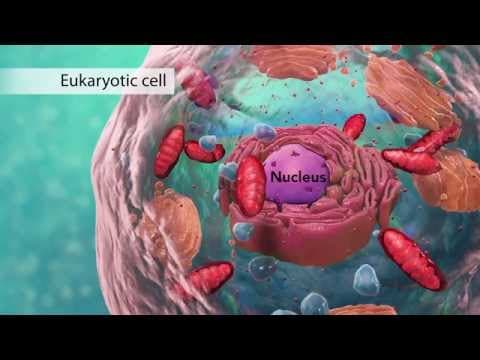 Thumbnail for Biology: Cell Structure I Nucleus Medical Media by Nucleus Medical Media