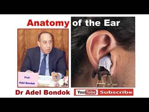 Thumbnail for Anatomy of the Ear,  Dr Adel Bondok by Dr Adel Bondok Anatomy Channel