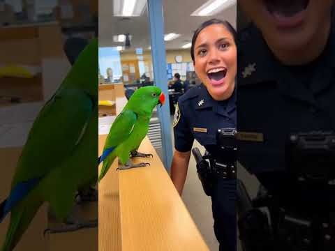 Thumbnail for Parrot Reports Police Officer for Stealing His Heart 😂 #shorts #parrot by Claws & Laughs