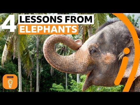 Thumbnail for What elephants can teach us about life | BBC Ideas by BBC Ideas