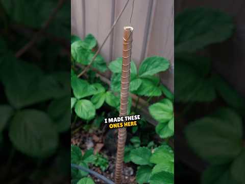 Thumbnail for DIY Electroculture for gardening explained - What is electroculture and how does it work? #shorts by Reinhard Stanjek Shorts