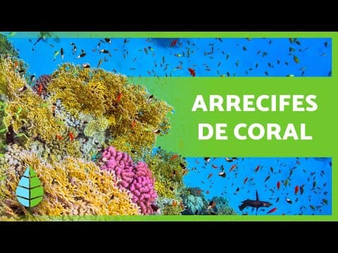 Thumbnail for ¿Qué son los ARRECIFES de CORAL? 🌿🐠 (Tipos, Cómo se forman e Importancia) by EcologíaVerde