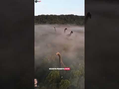 Thumbnail for Congo Jungle vs Amazon jungle Rashmi kahani #shorts #facts #viral by Mcc Short Facts 