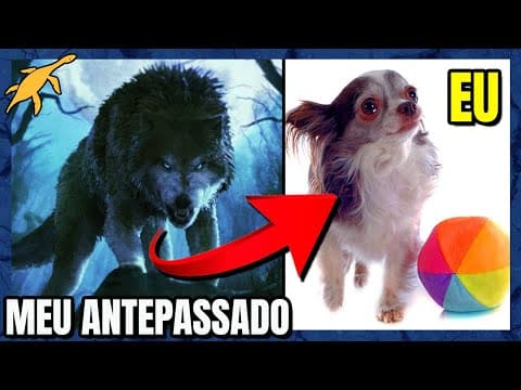 Thumbnail for ORIGEM e EVOLUÇÃO dos CÃES by Zoomundo