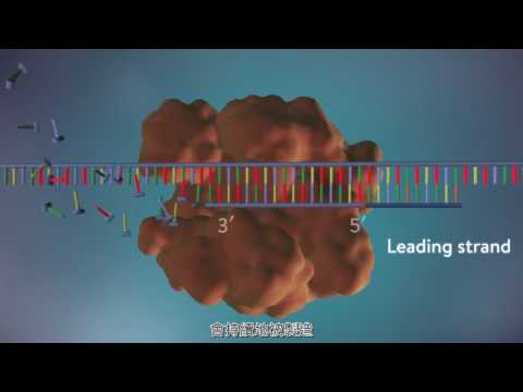 Thumbnail for DNA replication (DNA複製機制) by 串科學0922