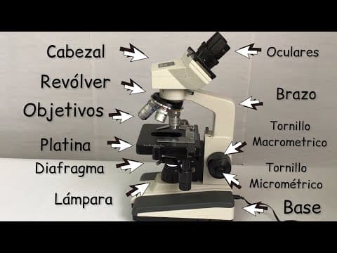 Thumbnail for El microscopio y sus partes (Explicación de cómo funciona) @BiologíayEcología  #clasesdebiología by Biología y Ecología