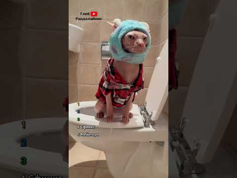 Thumbnail for Топ 5 худших пород котов (для новичков) by Глеб Рандалайнен