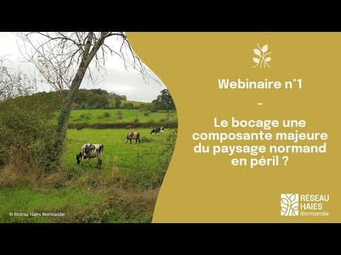 Thumbnail for Le bocage, une composante majeure du paysage normand en péril ? by Réseau Haies Normandie