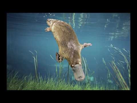 Thumbnail for 💥ORNITORRINCO ¡EL ANIMAL MÁS RARO DEL MUNDO!💥 Vídeo informativo y educativo by Animales Del Mundo