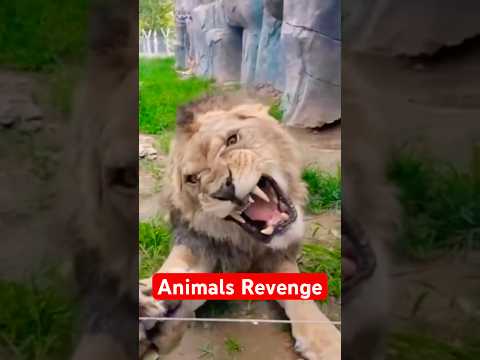 Thumbnail for Animal Revenge Stories That Actually Happened! by Animal Dose