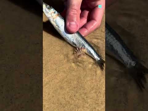 Thumbnail for This Creature Hides In The Sand 😱 by Facts Dastan
