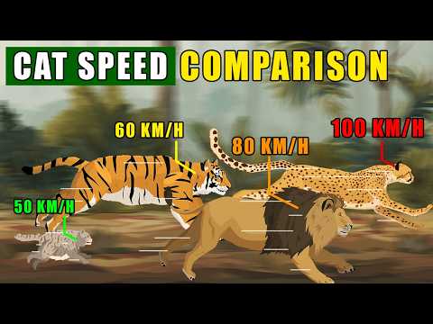 Thumbnail for Cat Family Speed Comparison: From 24 km/h Margay to 112 km/h Cheetah by Exard Wild Flash
