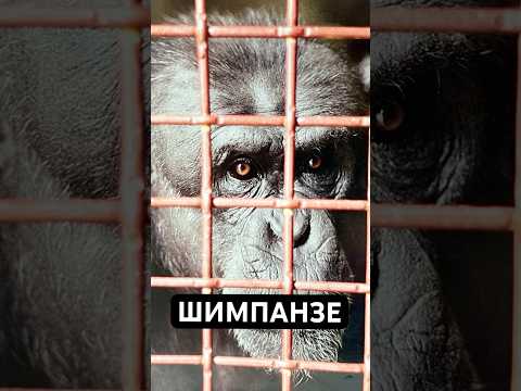 Thumbnail for Они Умнее, Чем Вы Думаете: Шимпанзе by vonamlet