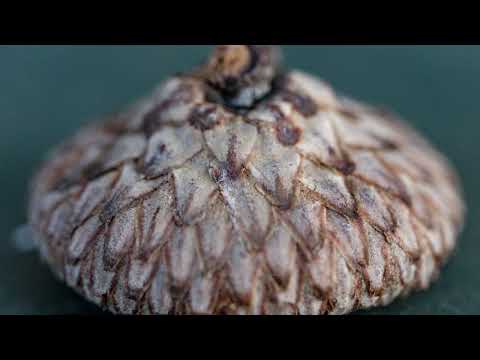 Thumbnail for Дуб by Ольга Щербакова