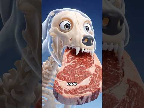 Thumbnail for What If You Fed Your Dog RAW Meat? by SkelePets
