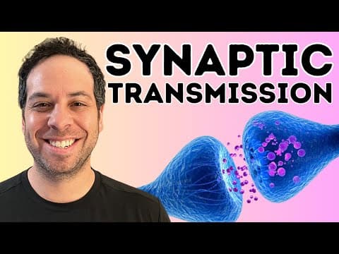 Thumbnail for Synaptic transmission I The Synapse I How Neurons Communicate by Psych Explained