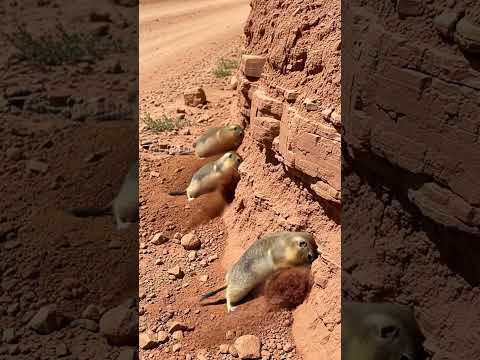 Thumbnail for Gophers Help Ambulance Get Through A Landslide! #animals #rescue #wildlife by Daily Paw News