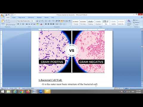 Thumbnail for THE BACTERIAL CELL STRUCTURE, تركيب الخلية البكتيرية by      Dr Ayman Allam