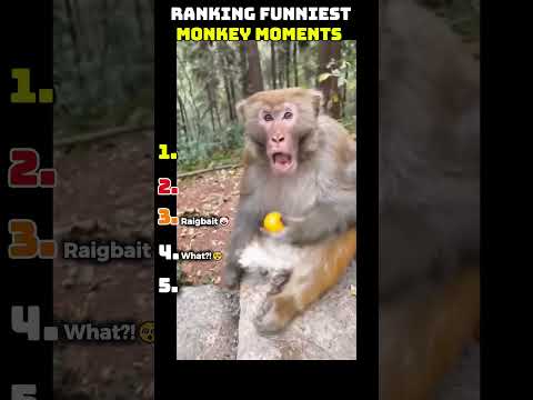 Thumbnail for Ranking Funniest Monkey Moments!. by TopForge