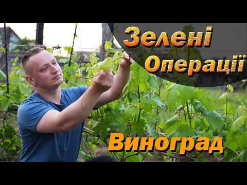 Thumbnail for Хитрощі захисту винограду без обробок. Пасинкування, нормування, землеведення, правильні обробки by Секрети Виноградарства і Садівництва