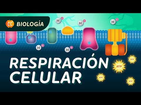 Thumbnail for Respiración celular: Crash Course Biología #27 by Crash Course en Español