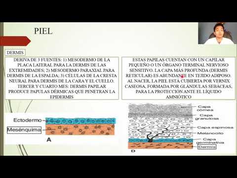 Thumbnail for EMBRIOLOGÍA: SISTEMA TEGUMENTARIO by Dr. Cristopher Fuentes