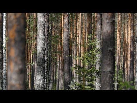 Thumbnail for Metsät 4. Sertifiointi by Kiertotalous / Circular economy