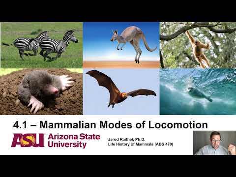 Thumbnail for Lecture 4.1_Mammalian Modes of Locomotion by Jarod Raithel