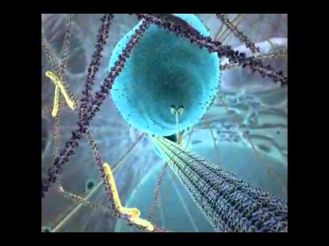 Thumbnail for La vida al interior celular (Inner life of a Cell) by Fabian Tobar-Tosse