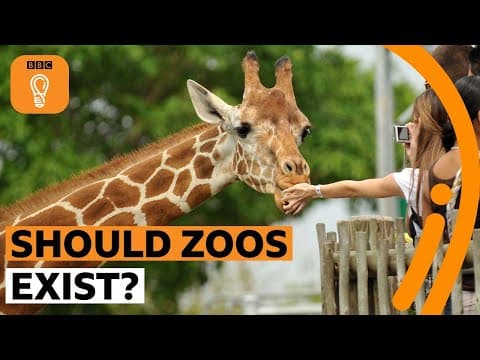 Thumbnail for Should zoos exist? | BBC Ideas by BBC Ideas