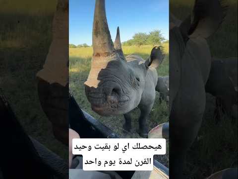 Thumbnail for هيحصلك إيه لو بقيت وحيد القرن يوم واحد#معلومات #اكسبلور #animals #facts #wildlife #معلومات_غريبة by هلاوس عقليا