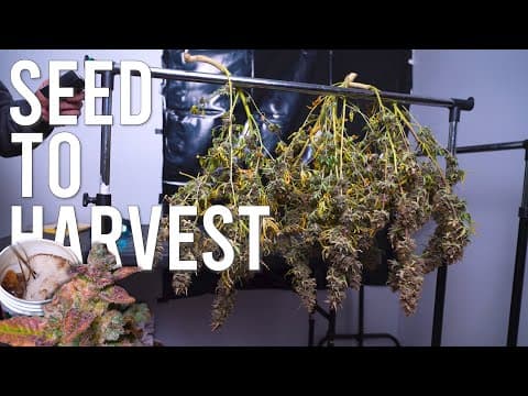 Thumbnail for I GREW ORGANIC AUTOFLOWERS FROM SEED TO HARVEST ONLY USING COMPOST TEAS AND 200 WATTS! by Mr. Canucks Grow