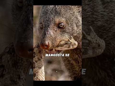 Thumbnail for ¿Quién te parece más peligroso? by Zovani TV