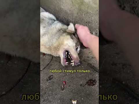 Thumbnail for #shortvideo by Самый умный 