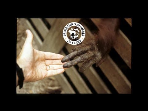 Thumbnail for 75 Years of Protecting Animals | World Animal Protection’s Journey and Future by World Animal Protection