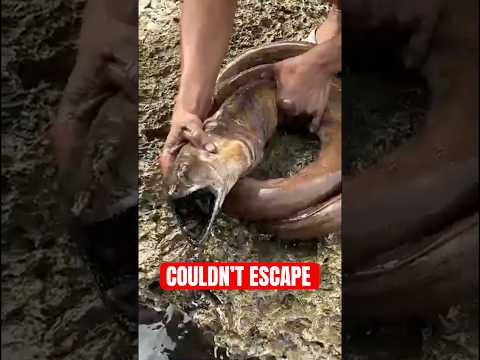 Thumbnail for Animals Who Couldn't Escape Their Dreadful Fate... by Intellectra