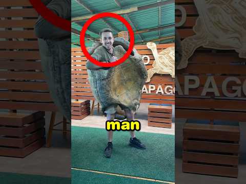 Thumbnail for This Is Why Turtles Move So Slowly 🐢 by DashYaps