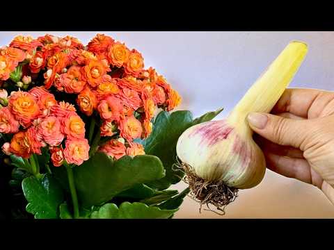 Thumbnail for Haben Sie keine Angst davor! Ihr Kalanchoe wird länger blühen! Pflegetipps für Kalanchoe 🌺 by All About Plants