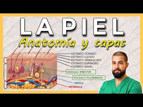 Thumbnail for ANATOMÍA DE LA PIEL. Capas de la piel. Epidermis-Dermis-Hipodermis by Sanidad Creativa