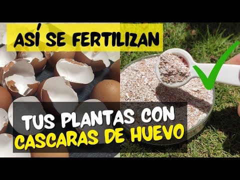 Thumbnail for Cáscaras de HUEVO como FERTILIZANTE para plantas | Cómo usarlas paso a paso by Tico Harvest