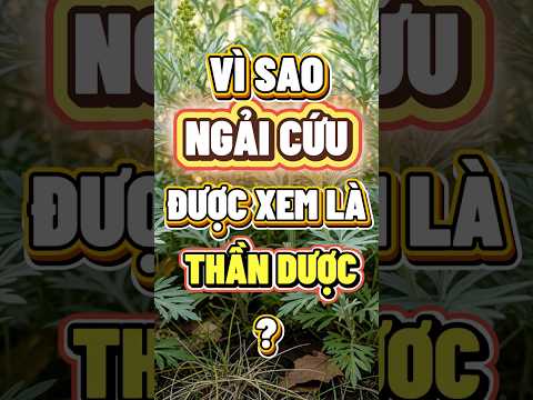 Thumbnail for NGẢI CỨU CÓ TÁC DỤNG GÌ? #tacdungcuangaicuu #chamsocsuckhoe  #songkhoemoingay #nhipsongxanh #amthuc by Nhịp Sống Xanh
